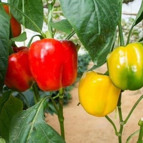 - TANAMAN BUAH CABAI POHON CABE PAPRIKA PREMIUN