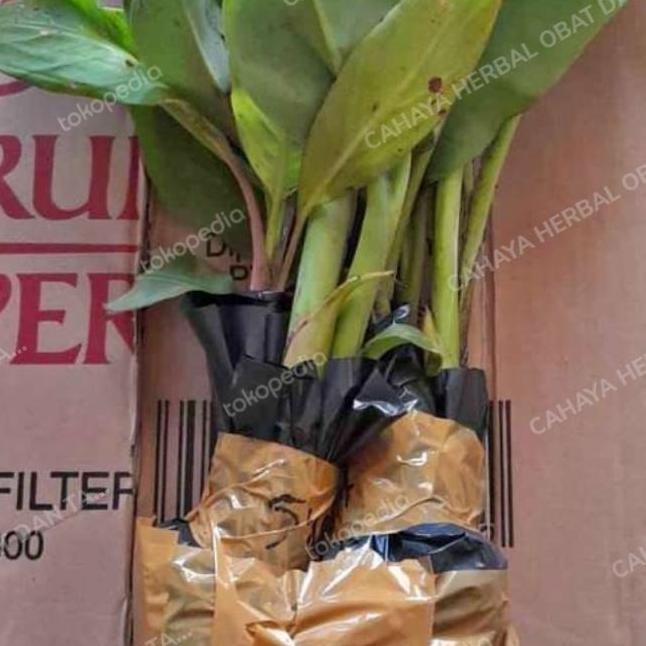 Bibit pohon pisang tanduk,raja bulu,raja sereh,pisang udang merah dll ATV