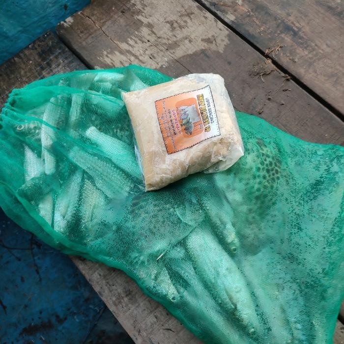 FT Umpan Ikan Belanak Siap Pakai Jaminan Gacor