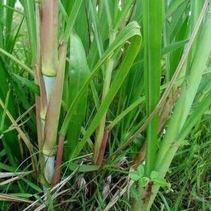 

Daun rumput odot segar - Untuk pakan ternak berat 1kg