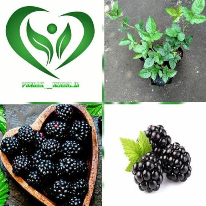 bibit tanaman buah blackberry pohon blackberry ATZ