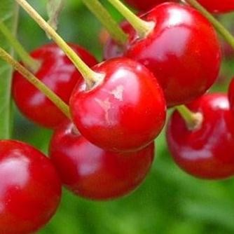 POHON bibit ceryy/ceri/cery Vietnam pohon tanaman buah di dalam