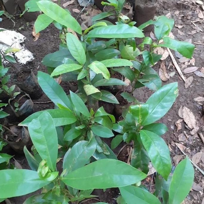POHON Bibit Tanaman Langka Buah Buni - Buah Huni LANGKA
