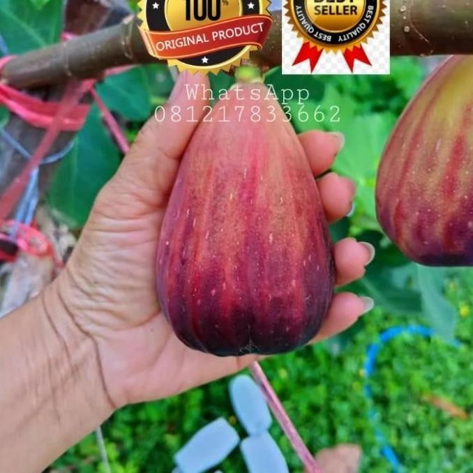 bibit pohon tin jenis SUJU Super Jumbo cangkok tin buah