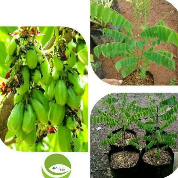 Bibit Tanaman Buah Belimbing Wuluh/Pohon Buah Belimbing Wuluh