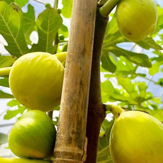 Tanaman buah Bibit pohon buah tin LSU Gold buah jumbo