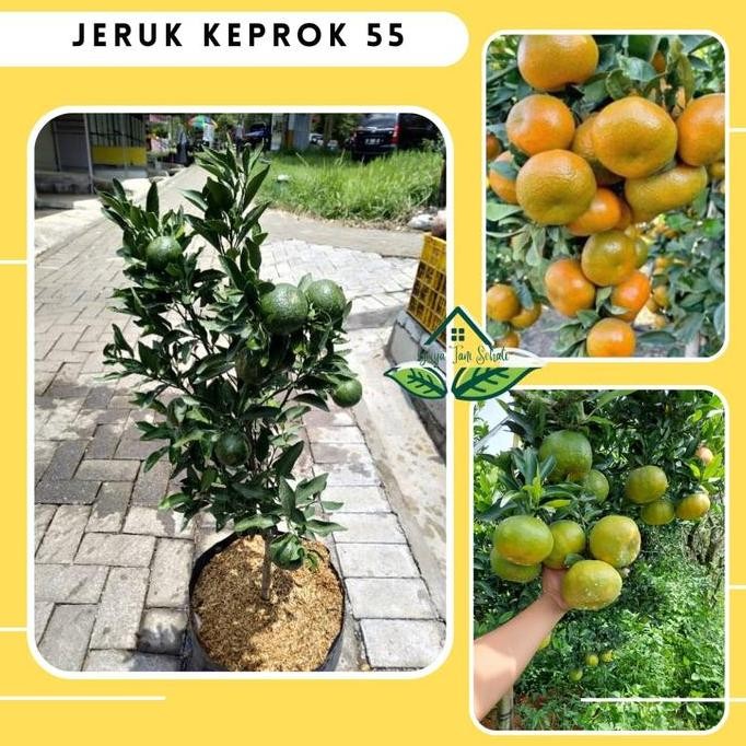 COD Bibit Pohon Buah Jeruk Keprok 55 Malang Okulasi Cepat Berbuah GTS