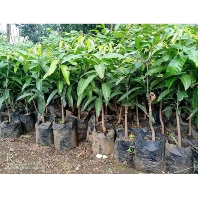 POHON bibit mangga mahatir pohon tanaman buah di dalam pot