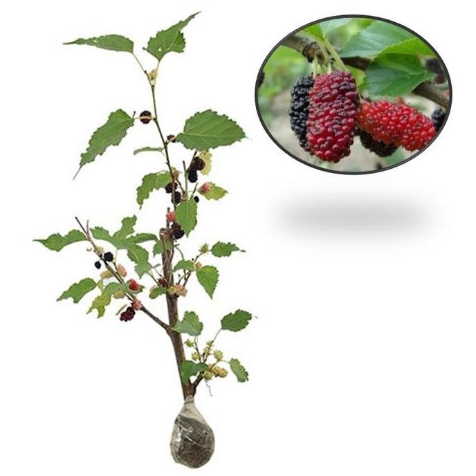 Tanaman Buah Murbei Pohon Murbei Bibit Murbei