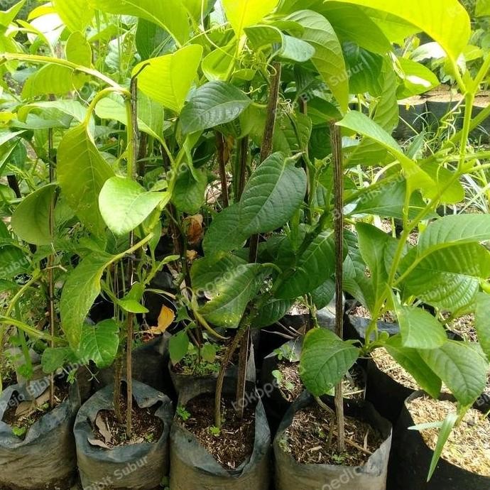 Bibit Tanaman Buah Markisa Jumbo-Pohon Markisa Jumbo/Markisa Buto