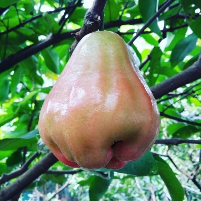 POHON Bibit Jambu Air King Rose Tanaman Buah Jambu Air King Rose