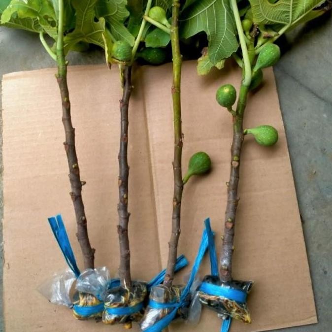 POHON Bibit buah tin jumbo LDA | fresh cangkok bibit pohon tin Longue