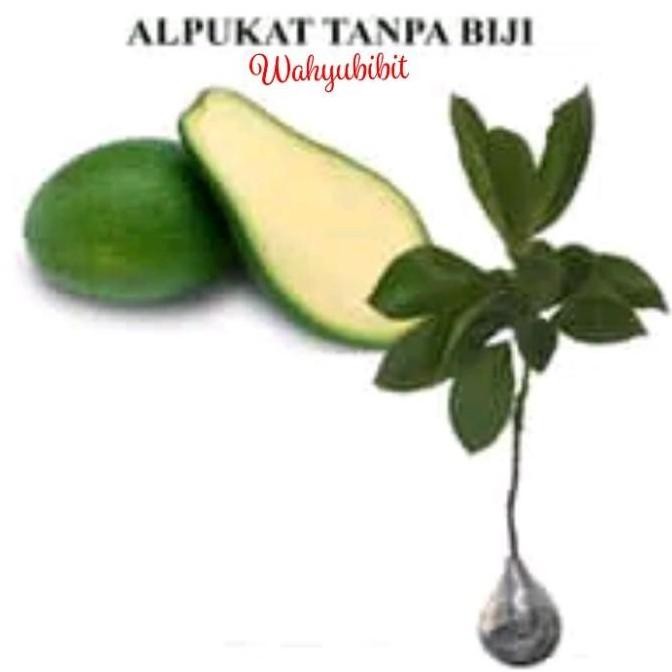 POHON bibit tanaman buah apukat tanpa biji okulasi pohon di
