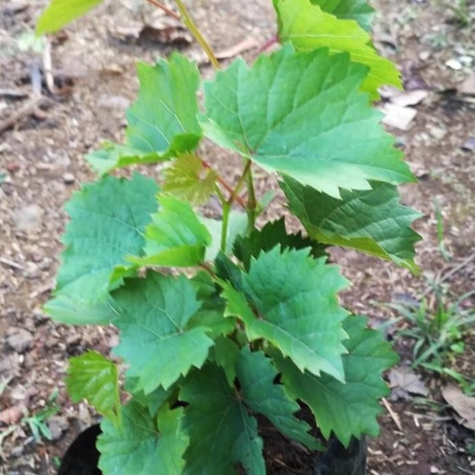 Bibit Tanaman Buah Anggur Merah Pohon Buah Anggur Merah