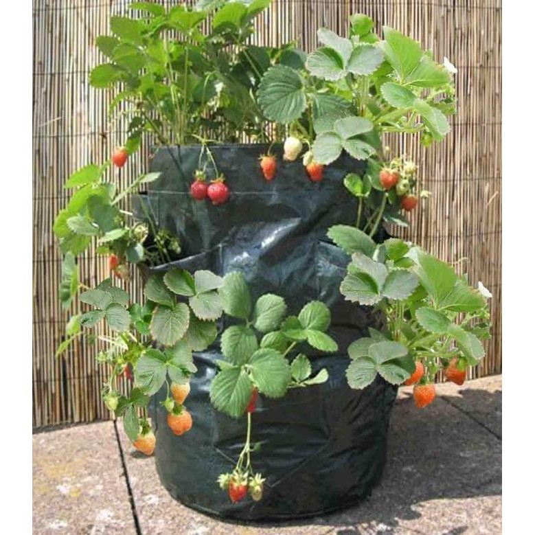 

Baru Strawberry Planter Gantung 8 Pocket - Pot Tanaman Vertikal Hias Dinding Unik