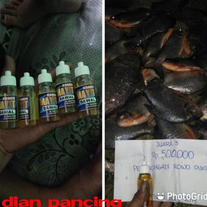 Essen Mayit Bawal / Essen Mayit / Umpan Galatama Bawal Pancing Mancing