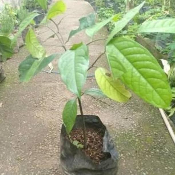 [Expert] BIBIT KESEMEK JUMBO UNGGUL CEPAT BERBUAH