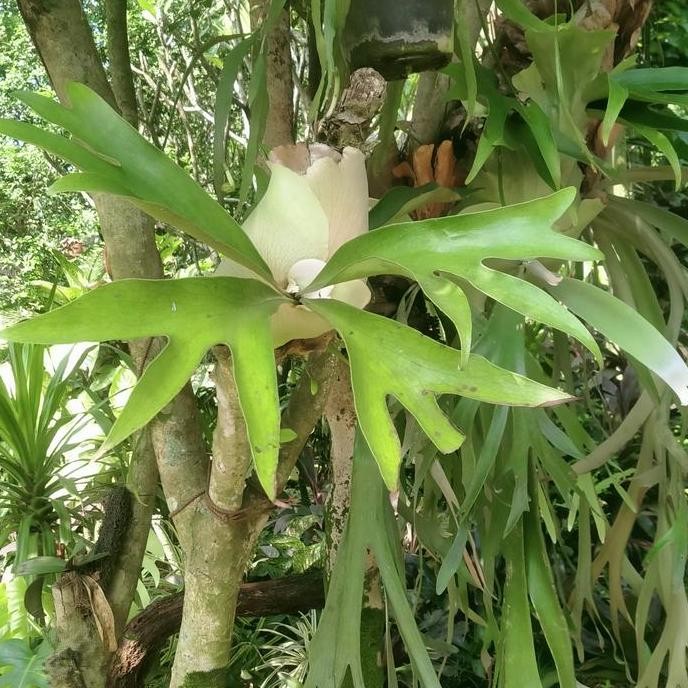 NEW tanaman hias kadaka doa