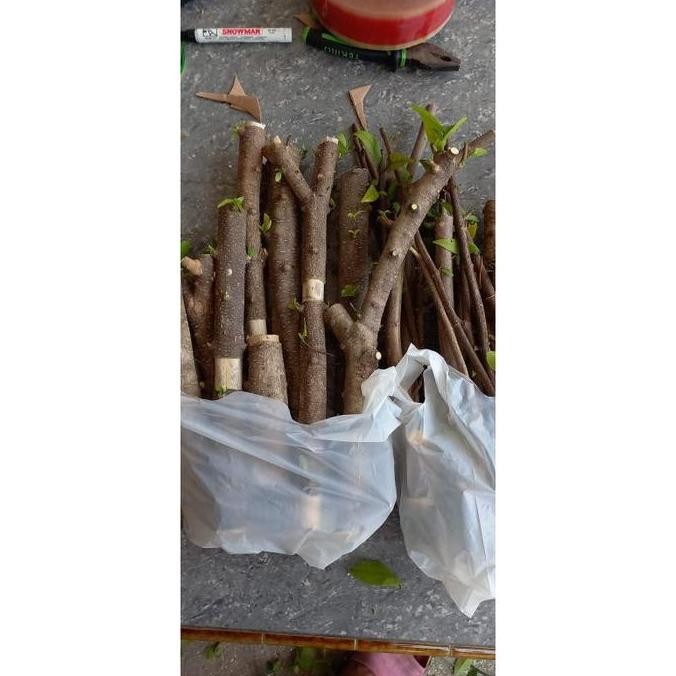 [Expert] ANTING PUTRI bibit bonsai anting putri fresh cuting bonsai anting putri batang putih bibit 