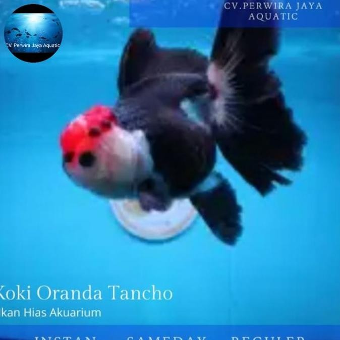 Koki Oranda Tancho Good Quality Hiasan Aquarium Co