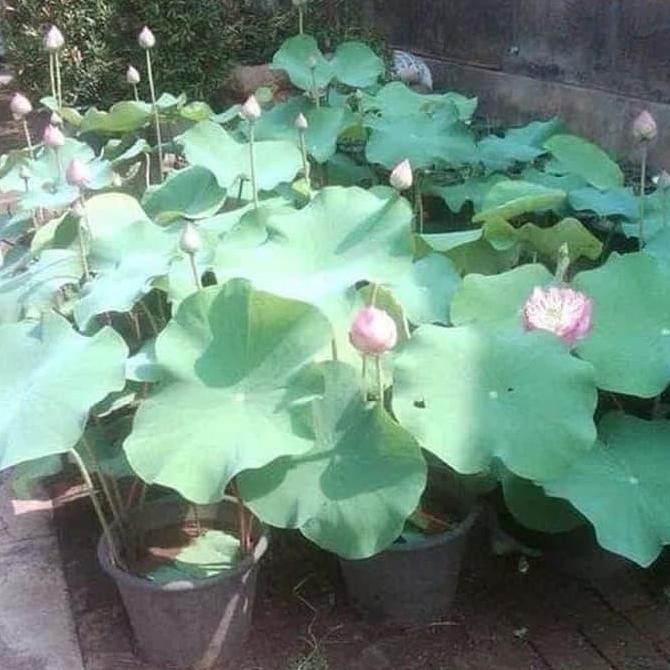 Original Tanaman Bunga Lotus Hias Air Segar Shopee