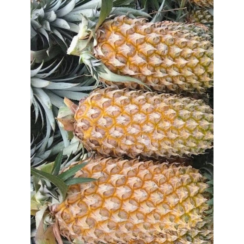 

[]COD[] __ NANAS PALEMBANG UTUH 1PCS