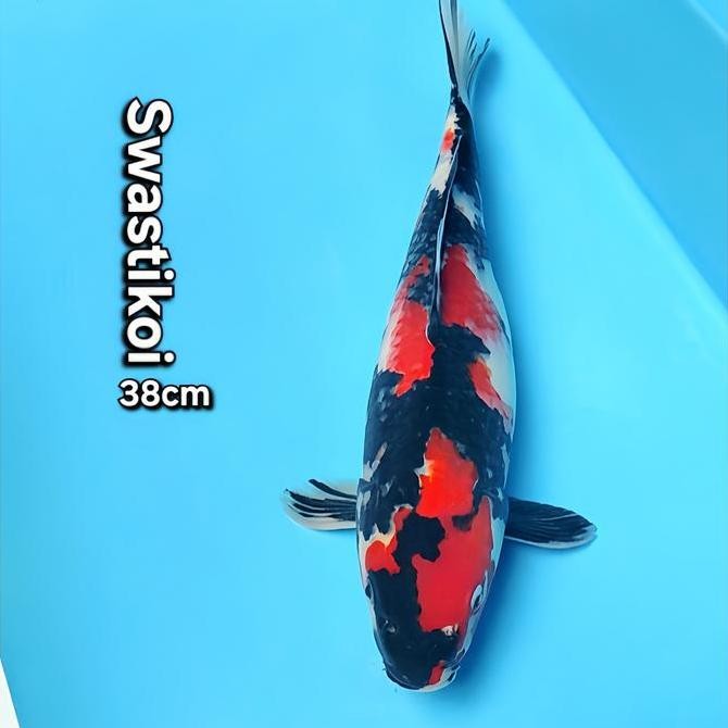 Ikan Koi Blitar Showa Bagus Co