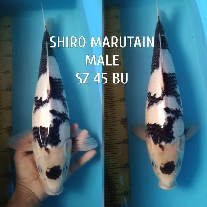 Koi Blitar Shiro Utsuri Chagoi Showa Sanke Kohaku Kujaku Dll Co