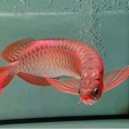 Arwana Arowana Super Red Blood & Chili Red 30 Cm Co