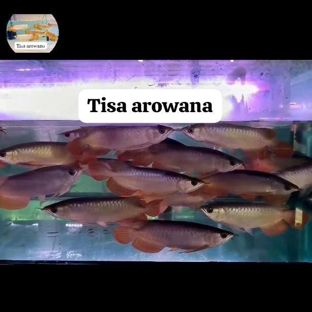Ikan Arwana Super Red Bluebase Arowana Sr Kalimantan Barat Grade A Co