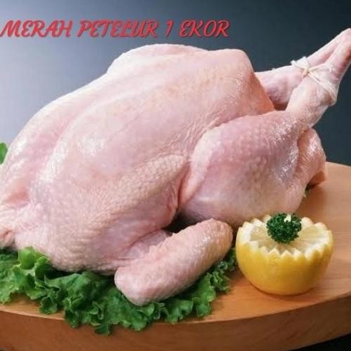 

AYAM MERAH PETELUR 1 EKOR