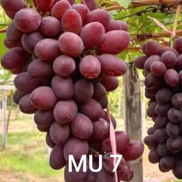 

BIBIT ANGGUR MU7 MERAH MANIS