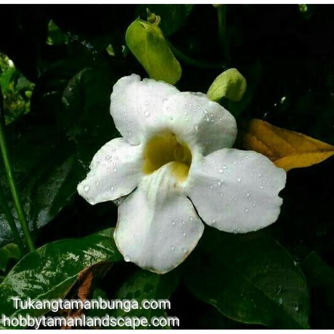 Ready Tanaman Thunbergia | Tanaman Hias | Thunbergia Putih