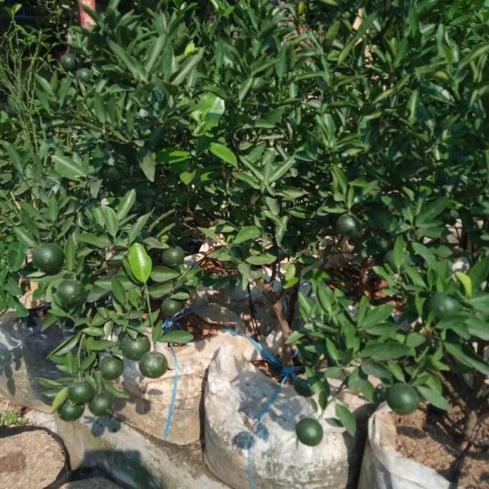 

Ready TANAMAN JERUK SANTANG MADU / SUDAH BERBUAH