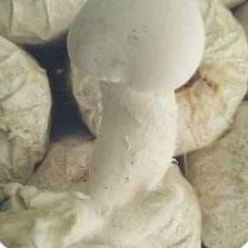 

Ready bibit jamur f1 milky mushroom/jamur susu