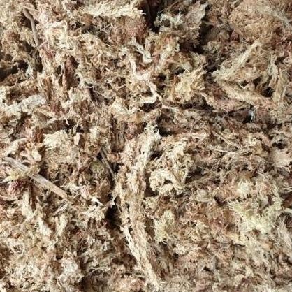 Ready sphagnum moss