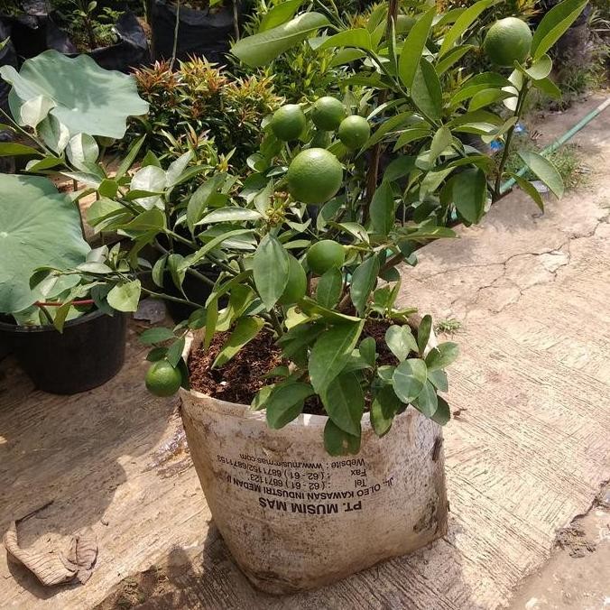 

Ready tanaman jeruk nipis besar/sudah berbuah