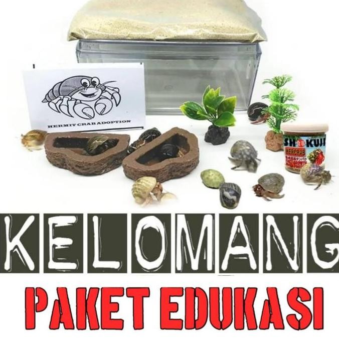 Paket Lengkap Kelomang Umang Edukasi Anak Keong Kumang Hermid Crab