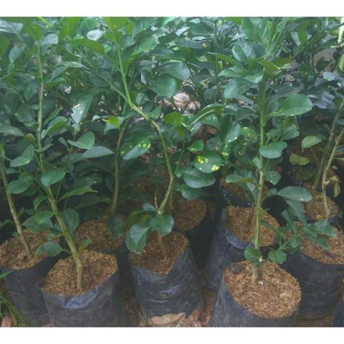 POHON KLITAS Bibit Tanaman Buah Jeruk Red Pamelo Super BISA COD