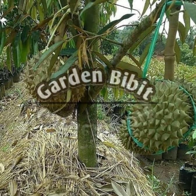 Bibit Buah Durian Bor Bisa Berbuah Pohon Pendek Bibit Hasil BEST BISA COD