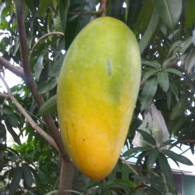 POHON Bibit Mangga Kiojay Pohon Mangga Bibit Buah Mangga Kiojay BISA COD