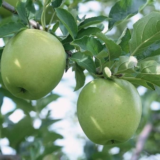POHON Bibit Apel Manalagi apel hij malang tanaman buah BISA COD