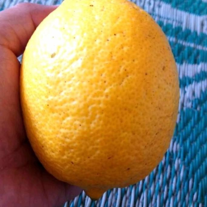 

Bibit jeruk lemon eureka / california cangkok pohon buah 1 BISA COD