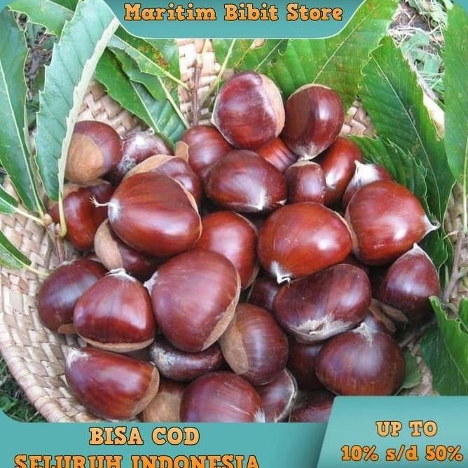 POHON Bibit Buah Tanaman Jengkol Okulasi Cepat Berbuah BISA COD