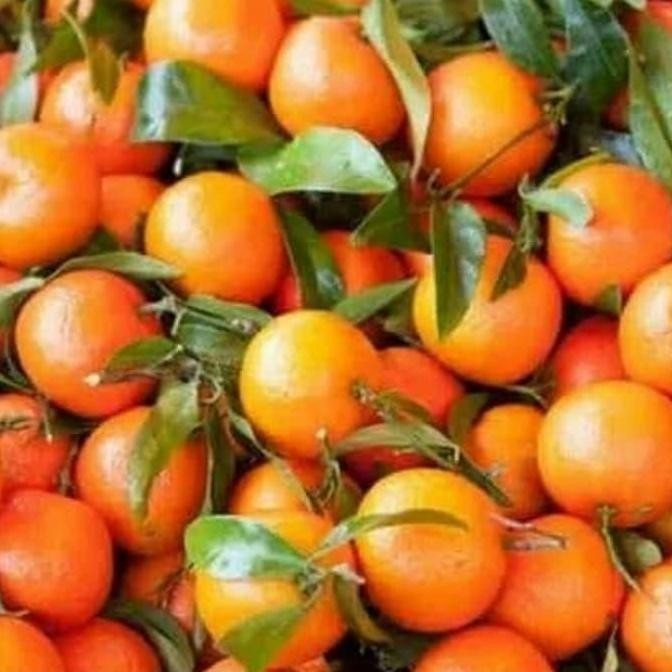 

POHON BIBIT TANAMAN HIDUP BUAH JERUK MANDARIN unggul BISA COD
