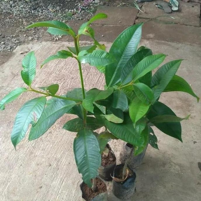 Bibit Pohon Manggis - Buah Manggis Tanaman Manggis Si R BISA COD
