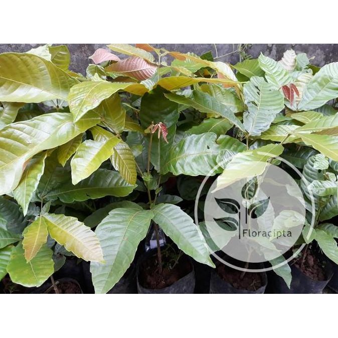 Bibit pohon matoa / Tanaman buah matoa / Buah matoa khas BISA COD