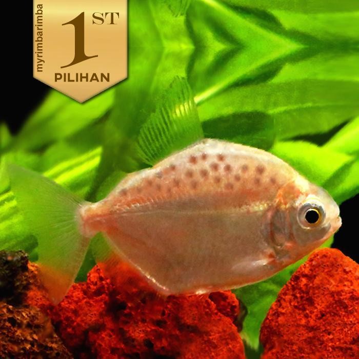 AL Ikan Hias Silver Dollar Hiasan Aquarium Tanaman Air Tawar Aquascape