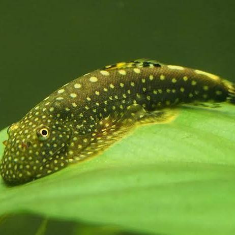 AL ikan hias pembersih Borneo sucker