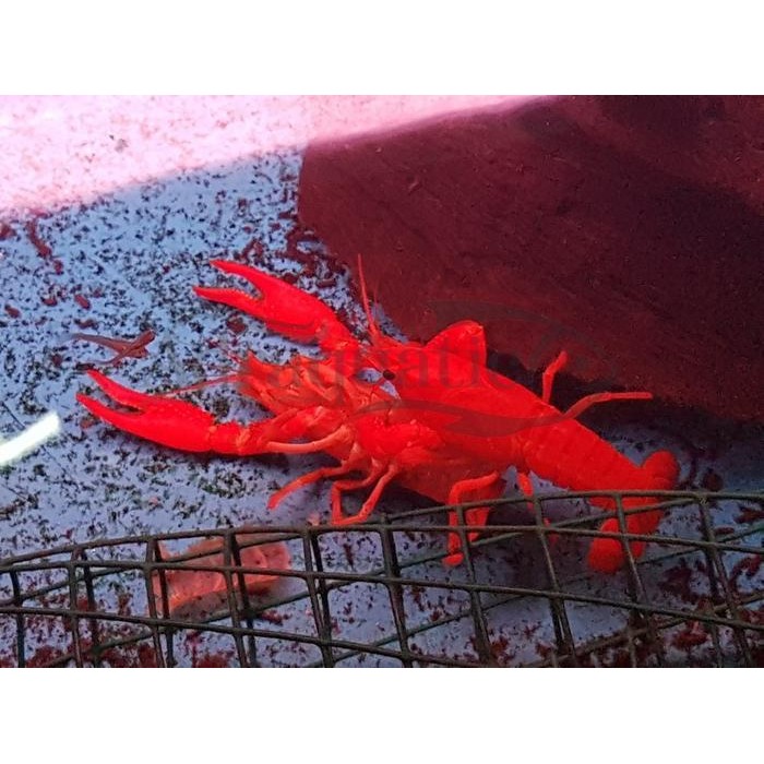 AL UDANG HIAS MALBORO RED MERAH AIR TAWAR